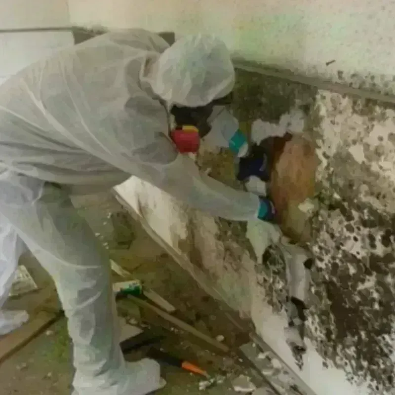 Mold Remediation and Removal in White Plains, NC